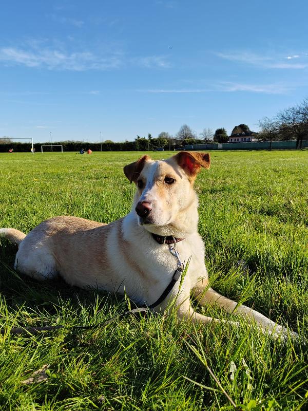 Charlie, tenero meticcio Foto 9